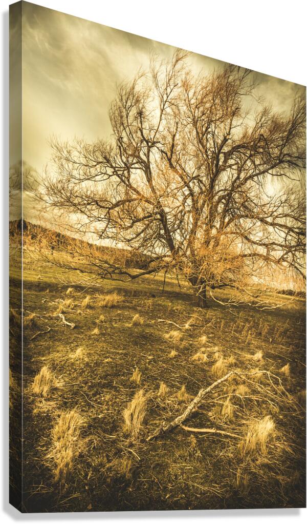 Dead tree in seasons bare Canvas Print