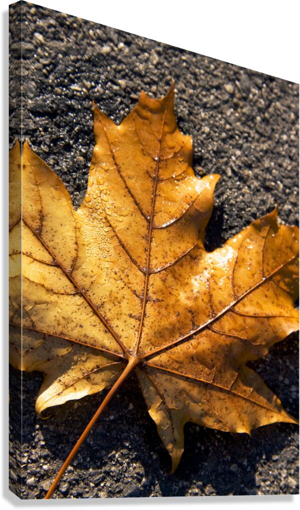 The Fall Of Autumn Canvas Print