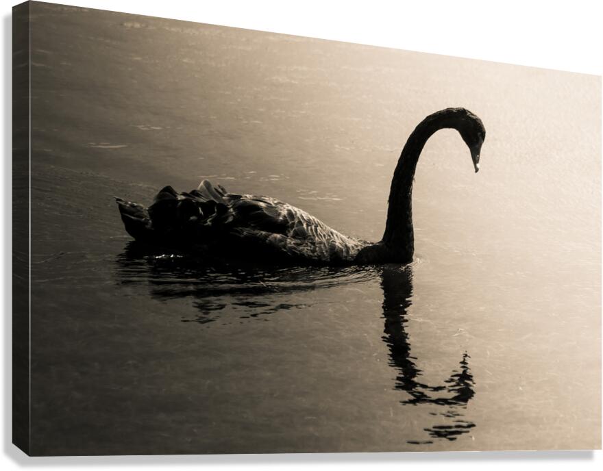 Silhouetted Canvas Print