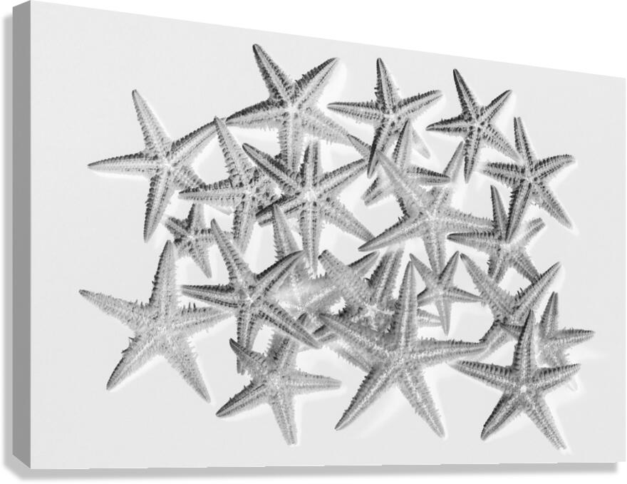 Sea staring Canvas Print