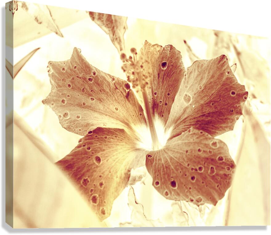 Hi-biscus Canvas Print