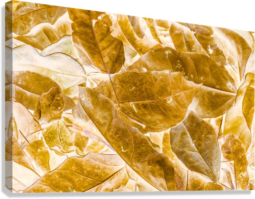 Seasonal gold Canvas Print