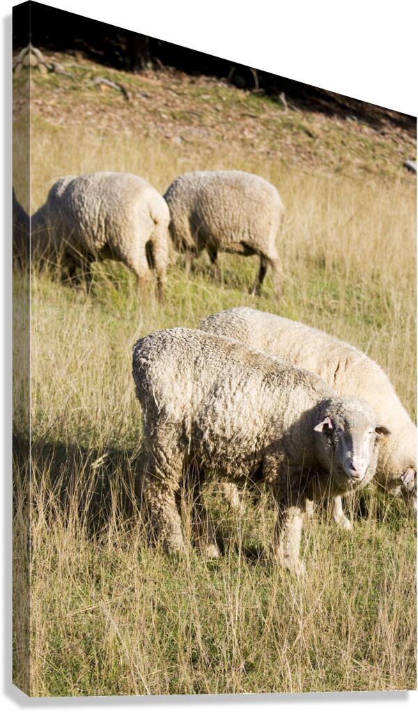 Farmyard Scene Canvas Print