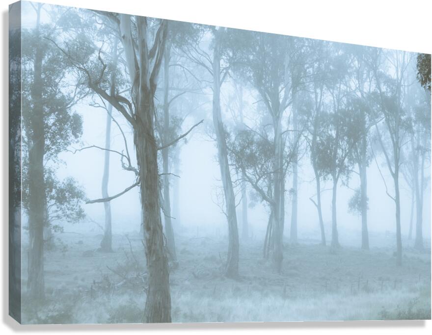 Wild blue woodland Canvas Print