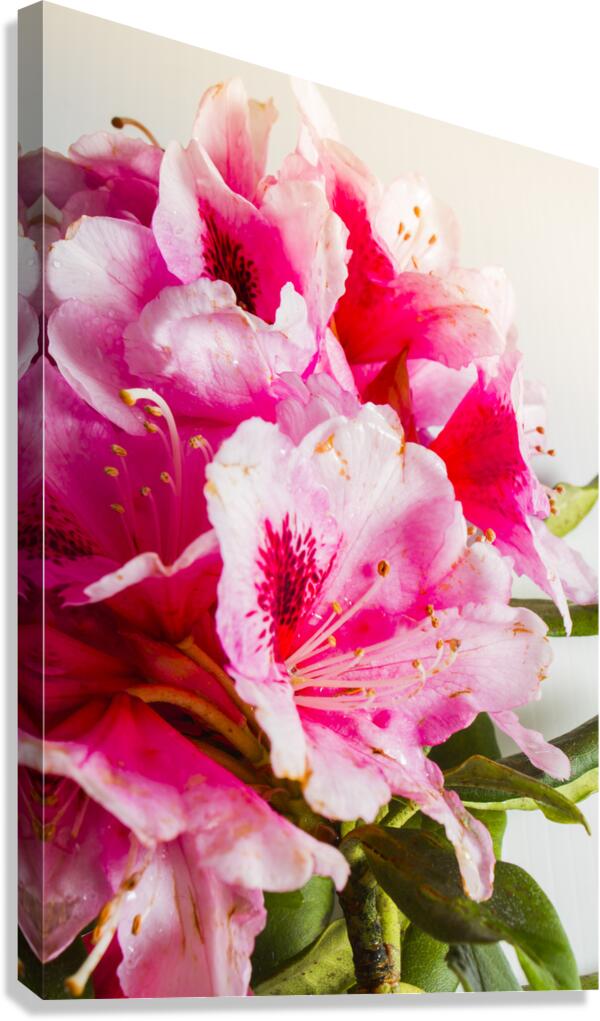 Spring of flower bouquets Canvas Print