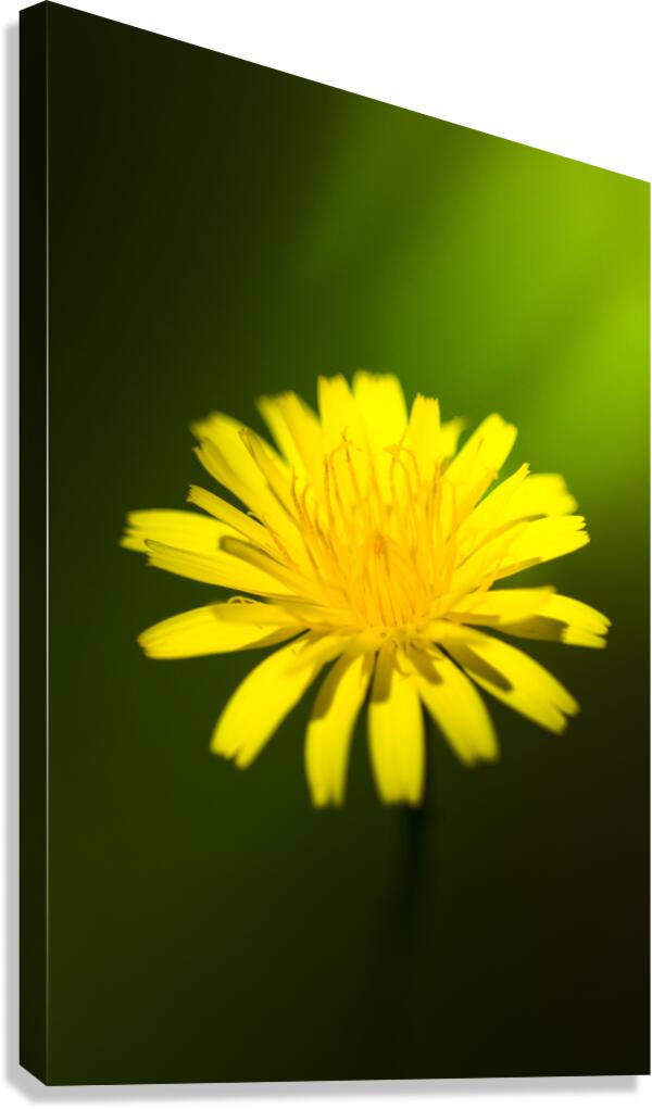 Dandelion Flower Canvas Print