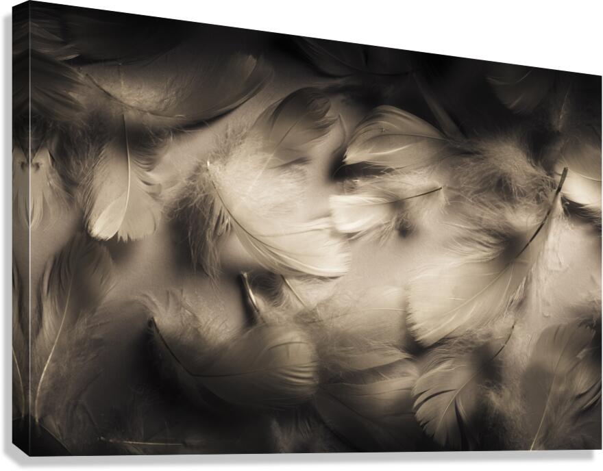 Soft contrasts Canvas Print