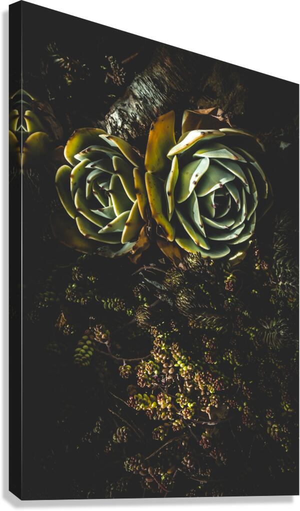Desert flowers Canvas Print