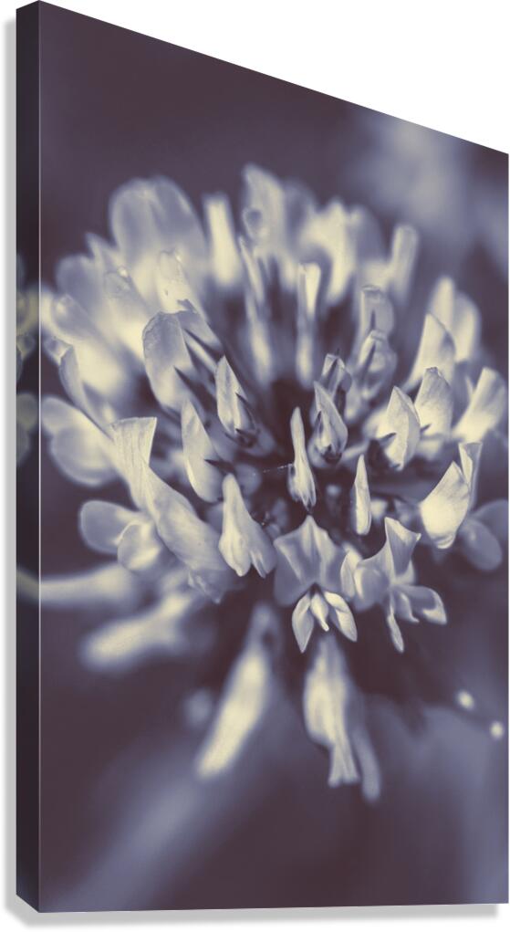 Wild beauty Canvas Print