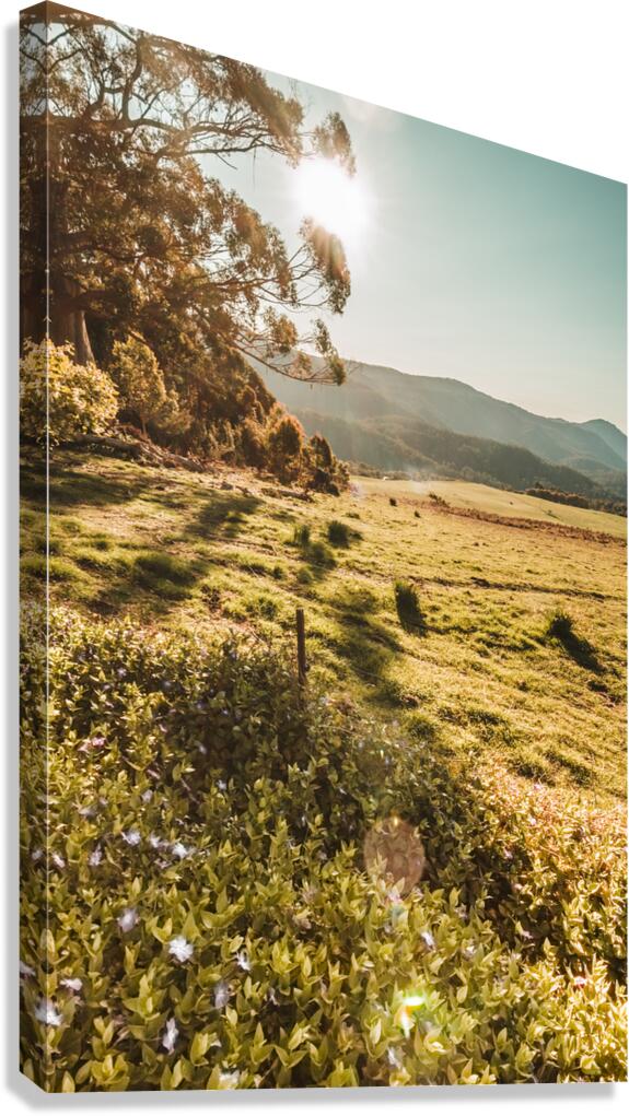 Dusky fields Canvas Print