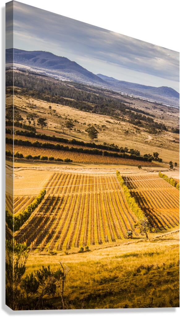 Vineyard harvest landscape Canvas Print
