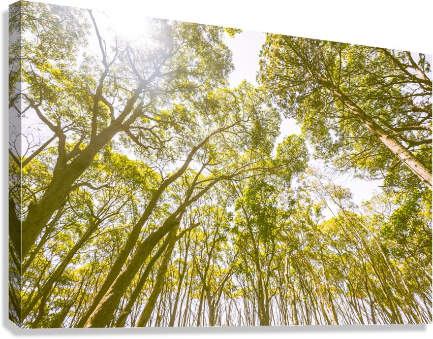 Country wide Canvas Print