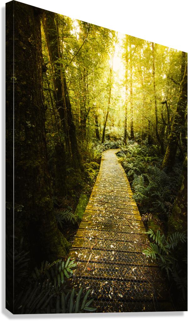 Lush Green Rainforest Walk Canvas Print