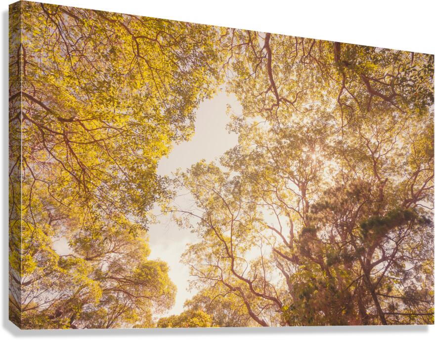 Beyond the pines Canvas Print