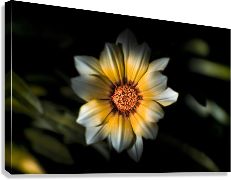 Dark Daisy Flower Canvas Print