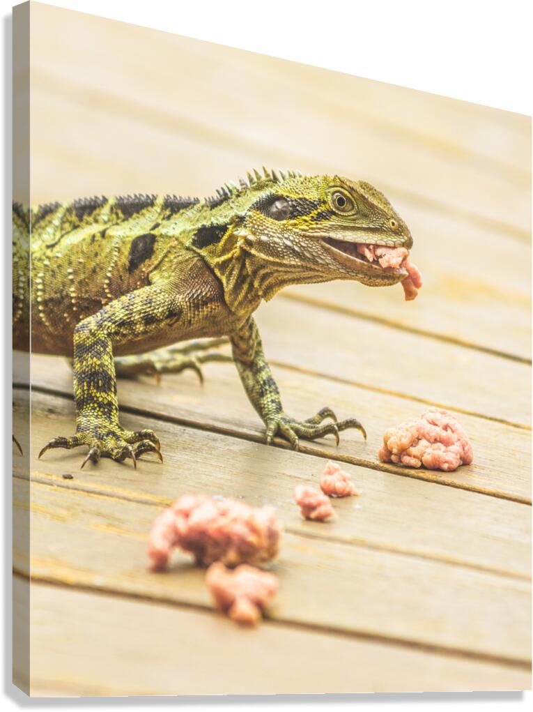 Australian water dragon Canvas Print