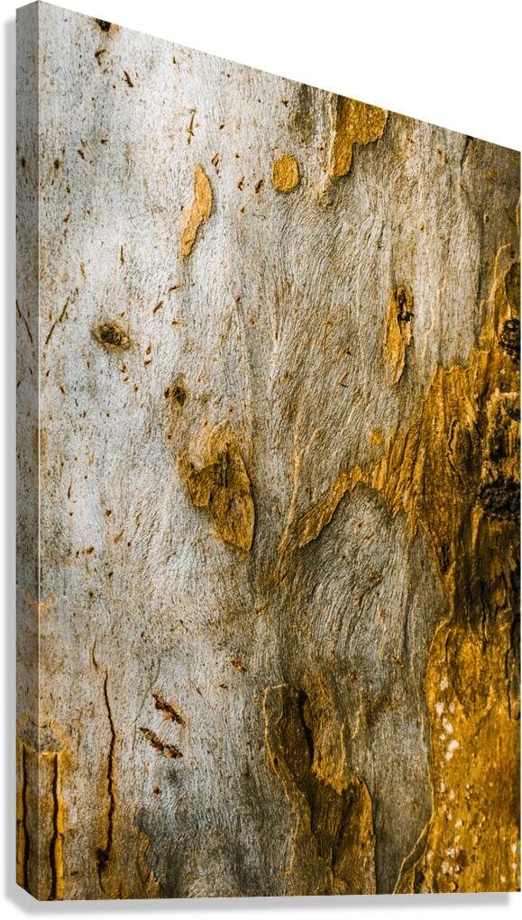 From the woodland Canvas Print