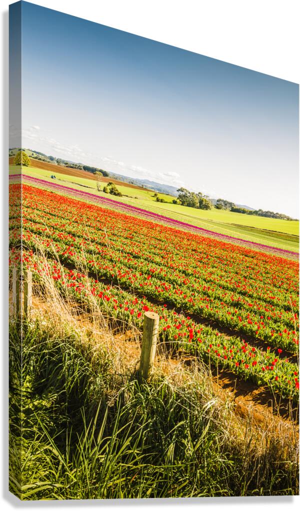 Wynyard Tulips Canvas Print