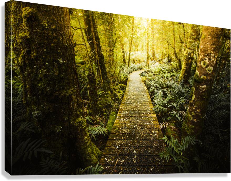Tarkine Tasmania Trails Canvas Print