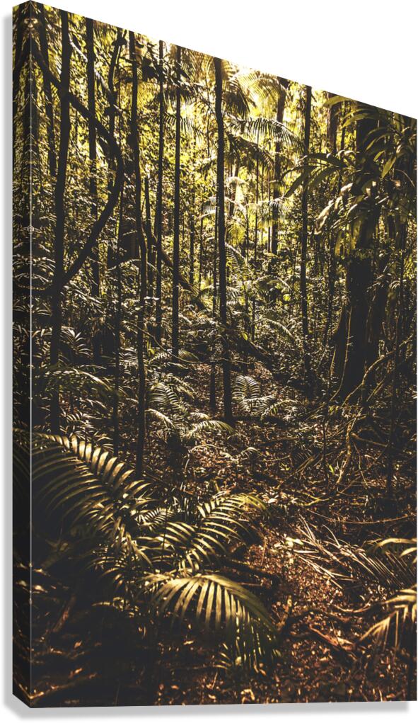 Mary Cairncross Scenic Reserve Canvas Print