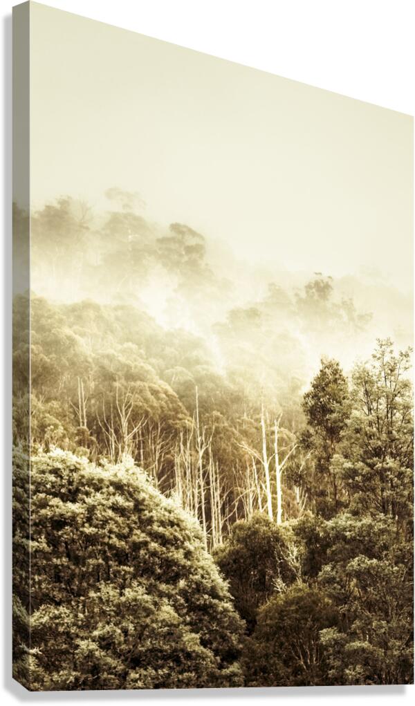 Rustic Tasmanian rural forest Canvas Print