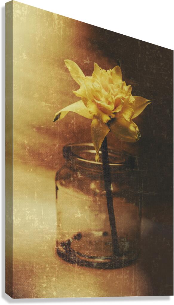 Vintage daffodil flower art Canvas Print