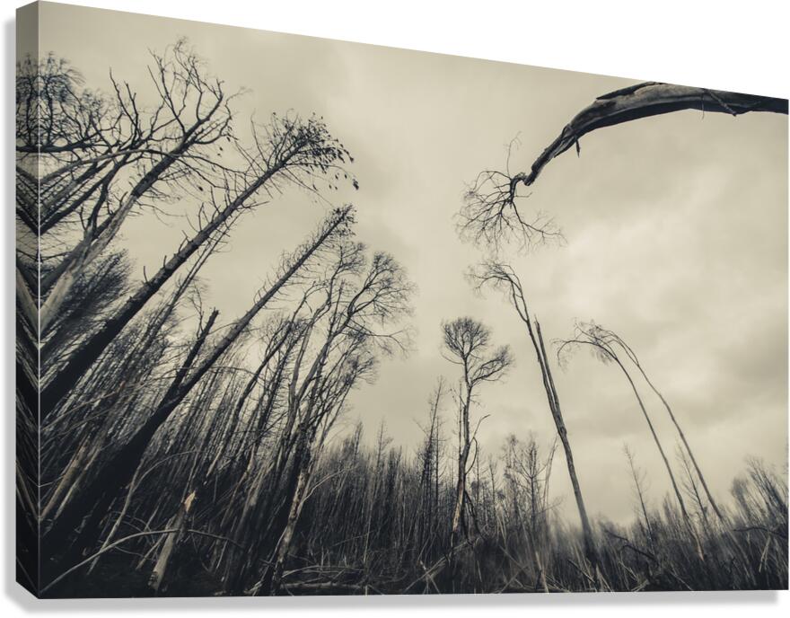 Haunting wood Canvas Print