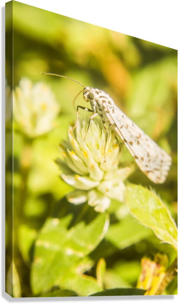 Mothballed Canvas Print