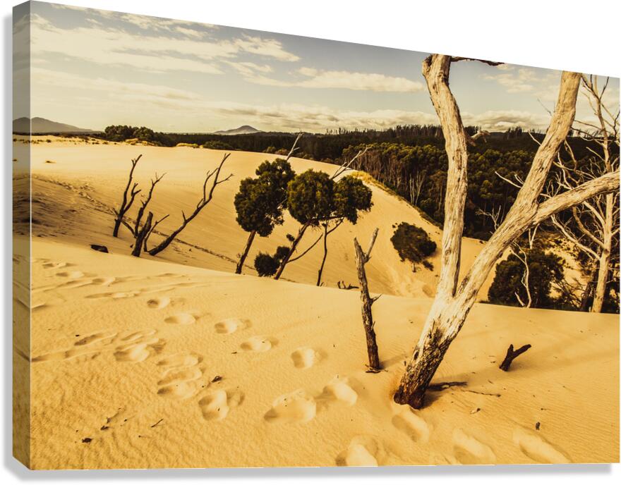 Strahan sand dune landscape Canvas Print