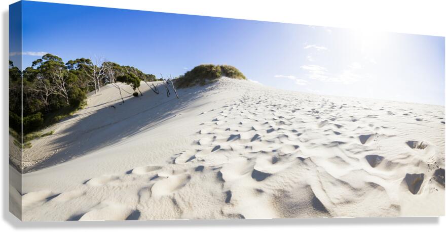 West Coast Tasmania desert panorama Canvas Print