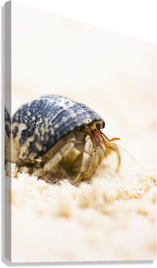 Harry Hermit Crab Canvas Print