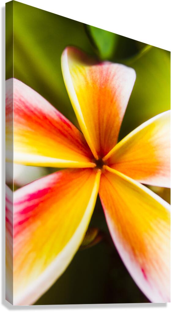 Centered  Canvas Print