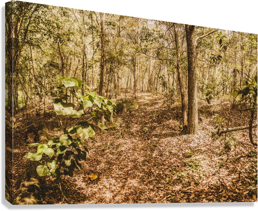 Autumn path obscured by fallen foliage Canvas Print