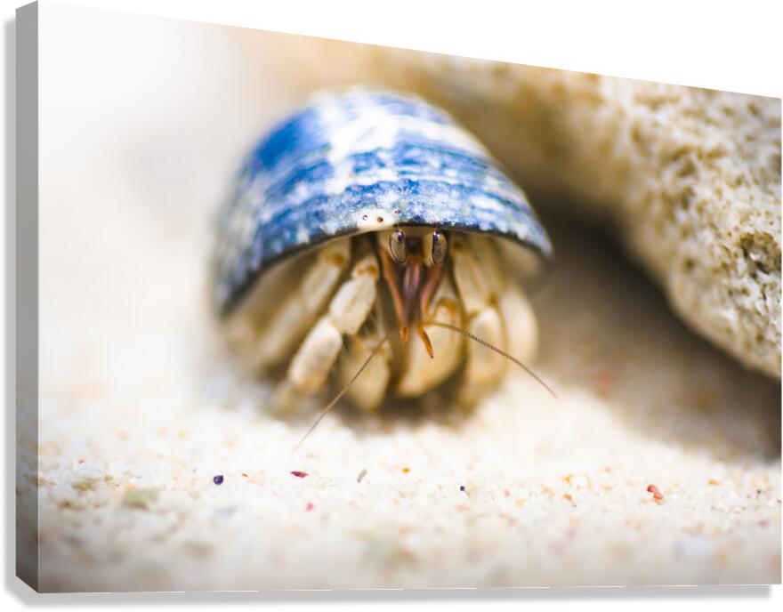 Hiding Hermit Crab Canvas Print