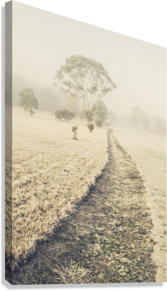 Trees in fog and mist Canvas Print