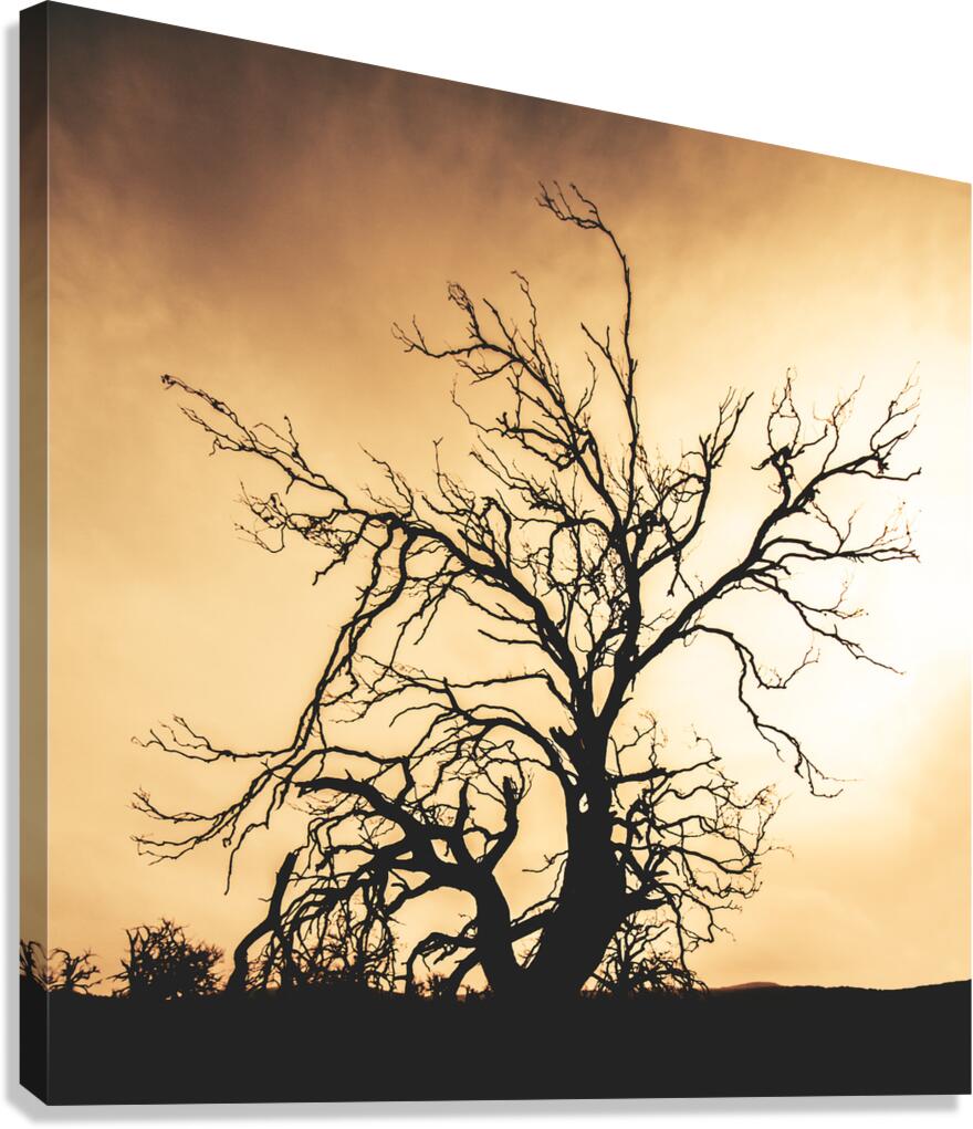 Dead tree silhouette Canvas Print