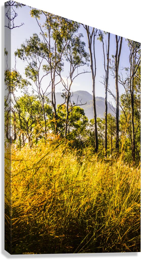 Heartland of Gold Canvas Print