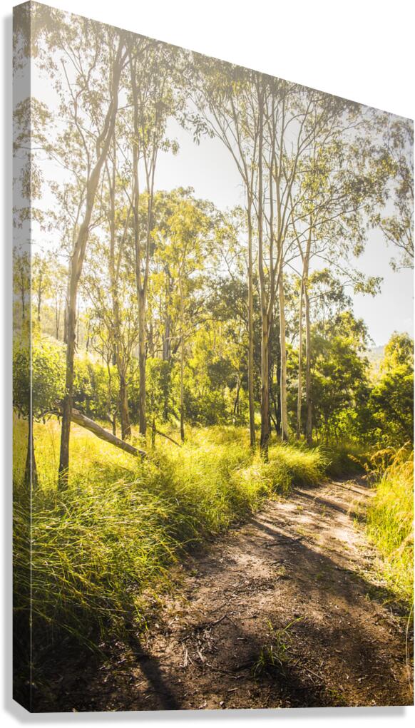 Wilderness Way Canvas Print