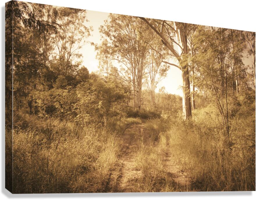 Autumn Wander Canvas Print