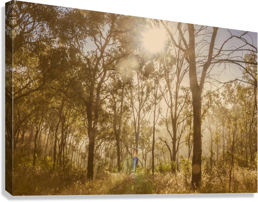 Sunflares And Foliage Canvas Print