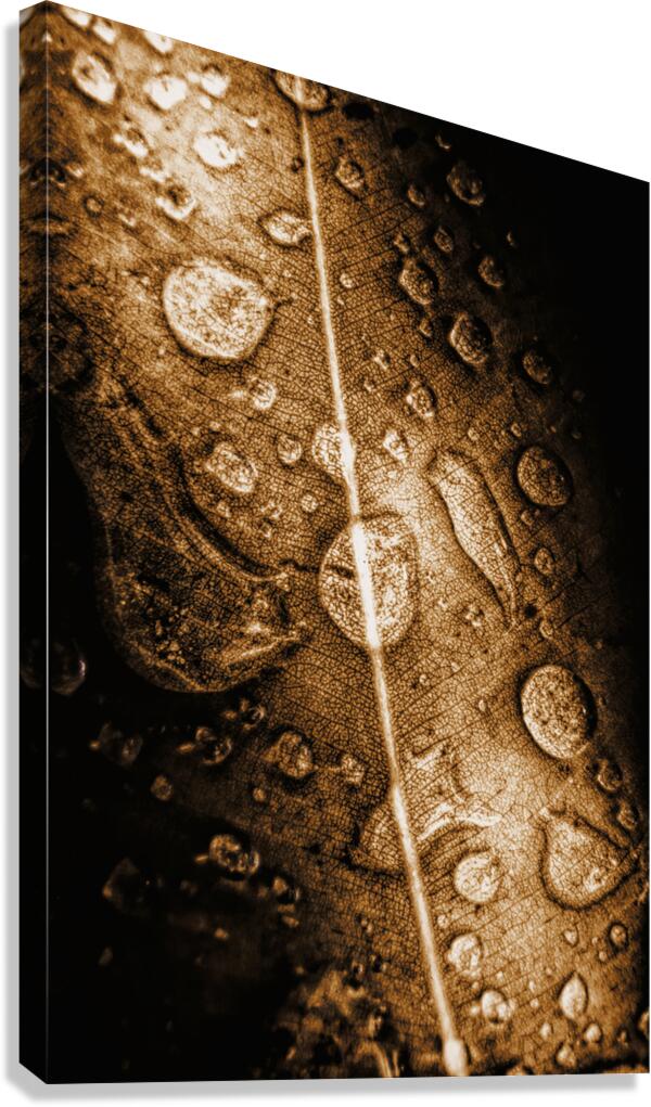 Fall In Rain Canvas Print