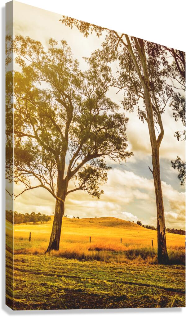 Outback Gold Canvas Print