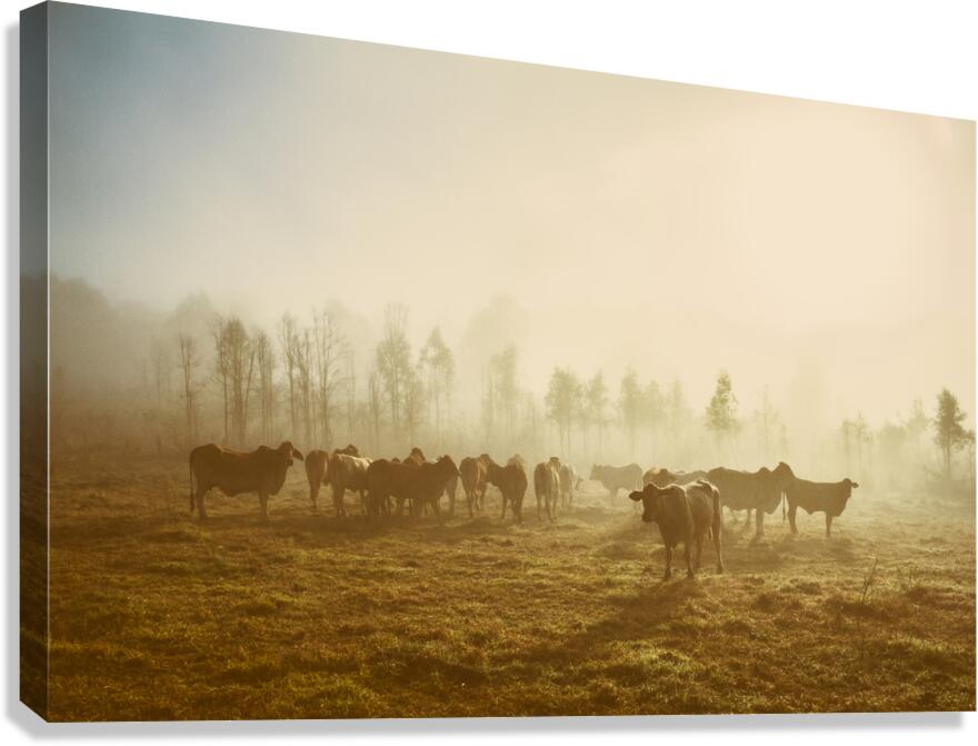 Foggy Farm Canvas Print