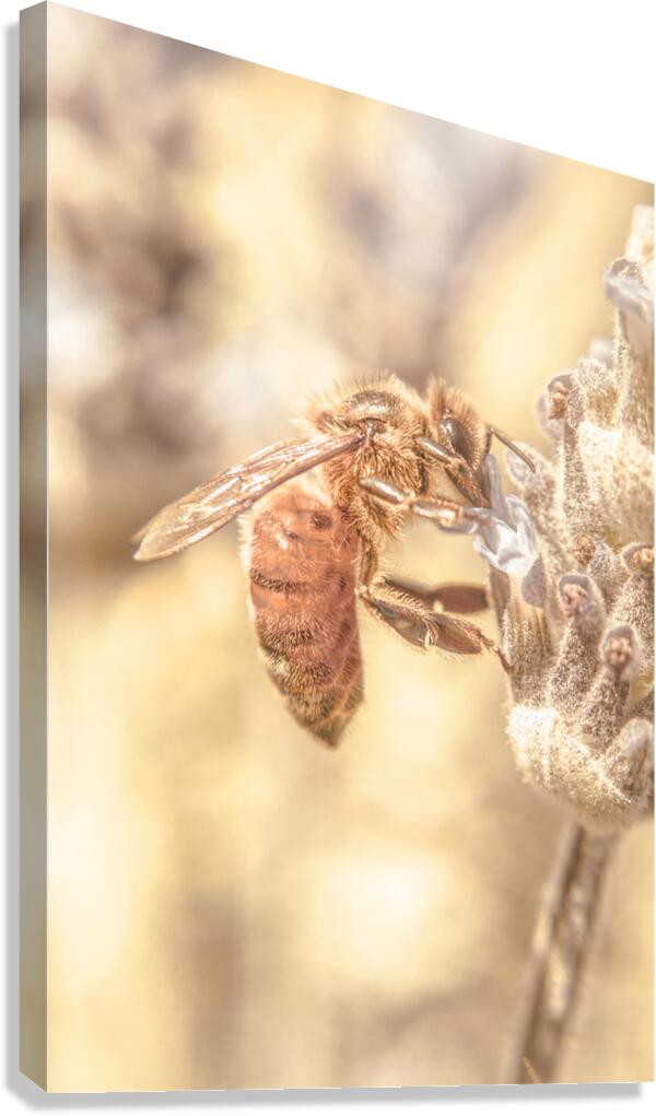 Summery Bee Canvas Print