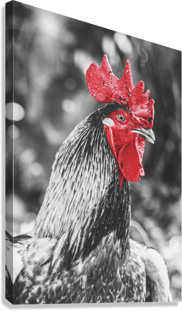 Rooster Red  Canvas Print