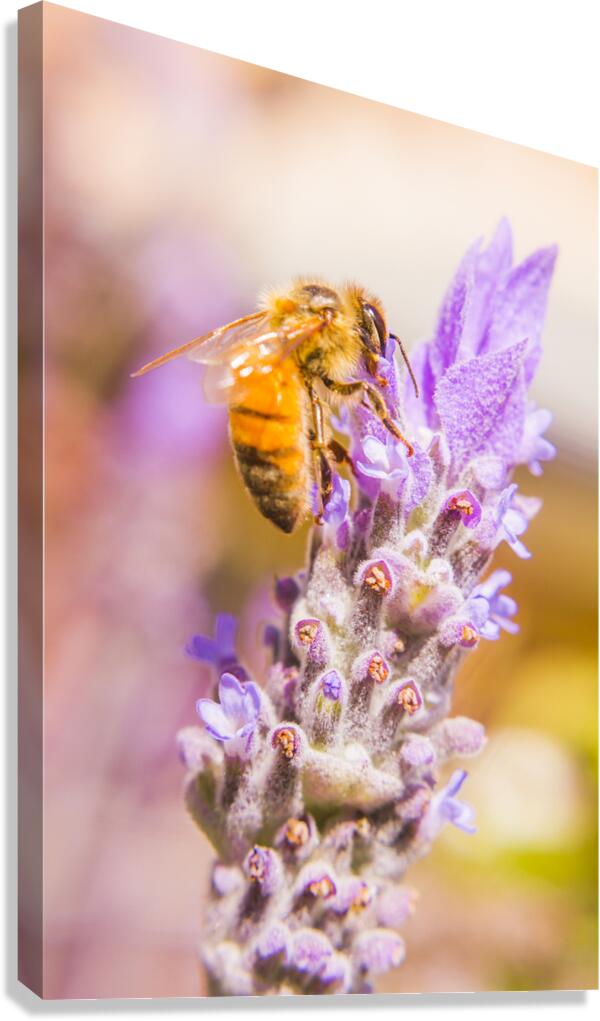 Busy Bee Canvas Print