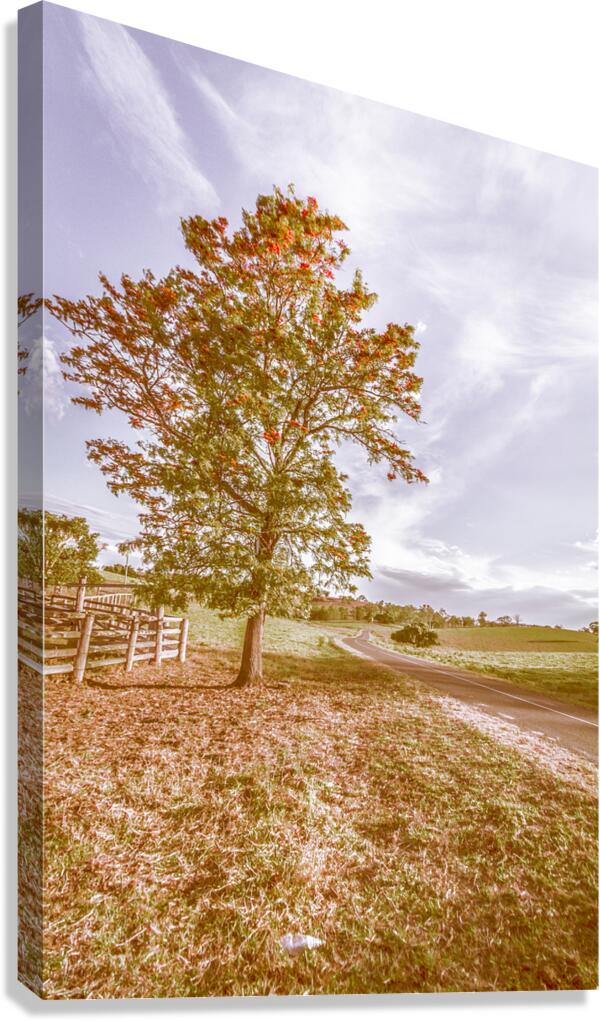 Golden Wattle Lane Canvas Print