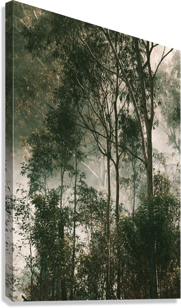 Woodland Dramatics Canvas Print