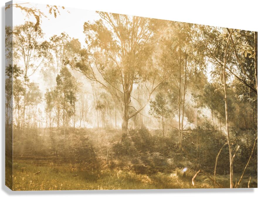 Branch Creek Magic Canvas Print