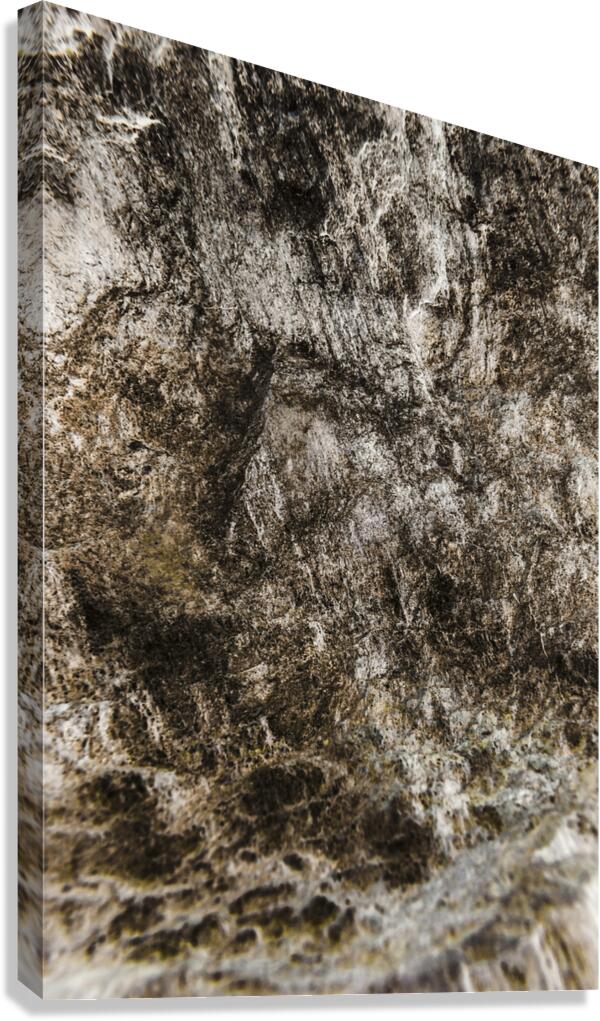 Shaped By Weather And Time Canvas Print